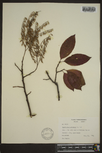 Oxydendrum arboreum image