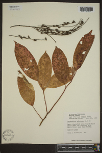 Oxydendrum arboreum image