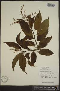 Oxydendrum arboreum image