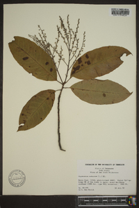 Oxydendrum arboreum image