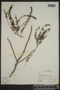 Oxydendrum arboreum image