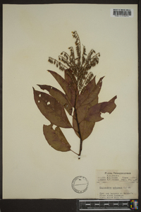 Oxydendrum arboreum image