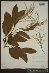 Oxydendrum arboreum image