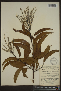 Oxydendrum arboreum image