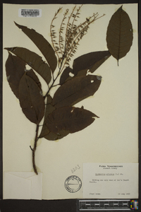 Oxydendrum arboreum image