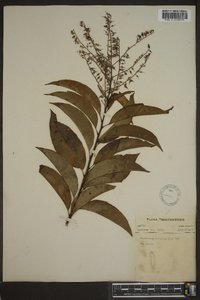 Oxydendrum arboreum image