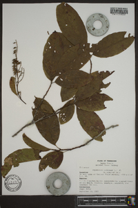 Oxydendrum arboreum image