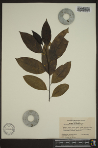 Oxydendrum arboreum image