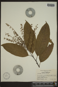 Oxydendrum arboreum image