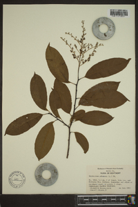 Oxydendrum arboreum image