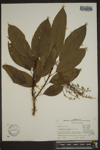 Oxydendrum arboreum image