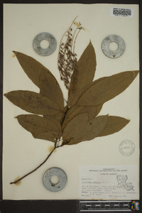 Oxydendrum arboreum image