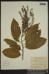 Oxydendrum arboreum image