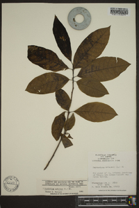 Oxydendrum arboreum image