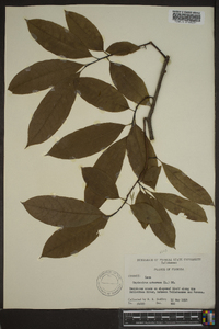 Oxydendrum arboreum image