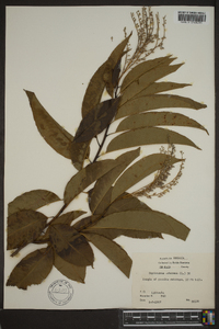 Oxydendrum arboreum image