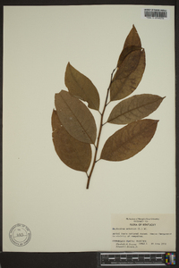 Oxydendrum arboreum image