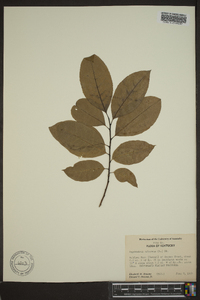 Oxydendrum arboreum image