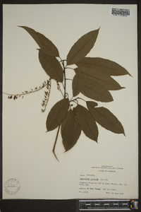 Oxydendrum arboreum image