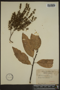 Oxydendrum arboreum image