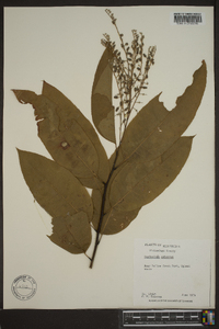 Oxydendrum arboreum image