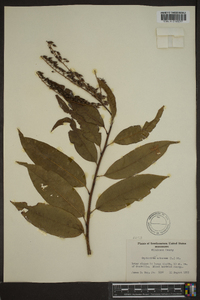 Oxydendrum arboreum image