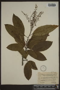 Oxydendrum arboreum image