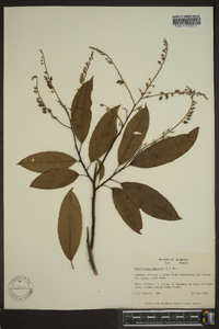 Oxydendrum arboreum image