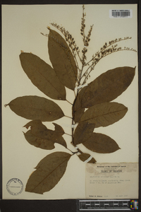 Oxydendrum arboreum image