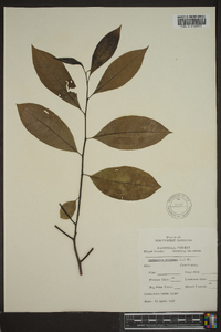 Oxydendrum arboreum image