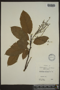 Oxydendrum arboreum image