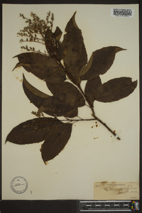 Oxydendrum arboreum image