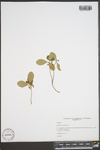 Gaultheria procumbens image