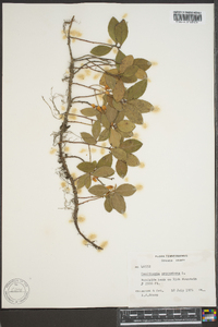 Gaultheria procumbens image