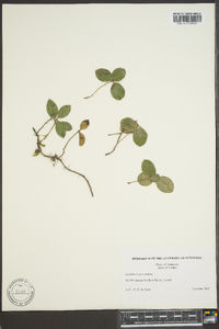 Gaultheria procumbens image