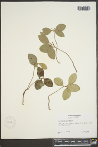 Gaultheria procumbens image