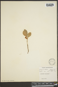 Gaultheria procumbens image