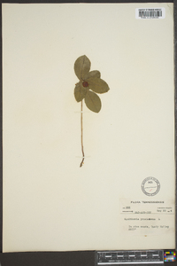 Gaultheria procumbens image