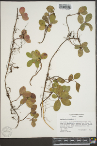 Gaultheria procumbens image