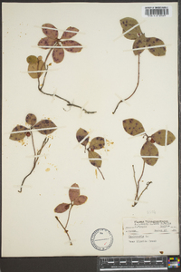 Gaultheria procumbens image