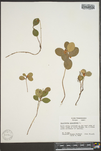 Gaultheria procumbens image