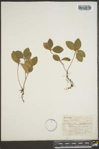 Gaultheria procumbens image