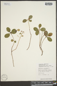 Gaultheria procumbens image