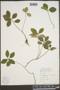 Gaultheria procumbens image