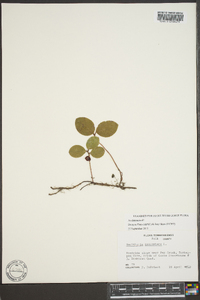 Gaultheria procumbens image