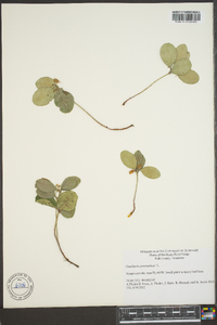 Gaultheria procumbens image