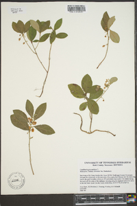 Gaultheria procumbens image