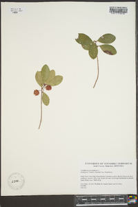 Gaultheria procumbens image