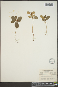 Gaultheria procumbens image