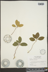 Gaultheria procumbens image